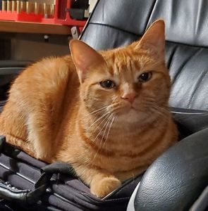 Meet your Posher, Amanda